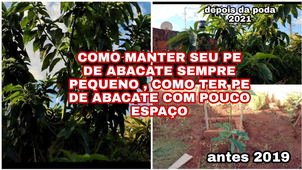 PODA DO PE DE ABACATE 🥑 COMO MANTER O ABACATEIRO COM UMA COPA BAIXA /COMO FAZER PODA DO ABACATEIRO