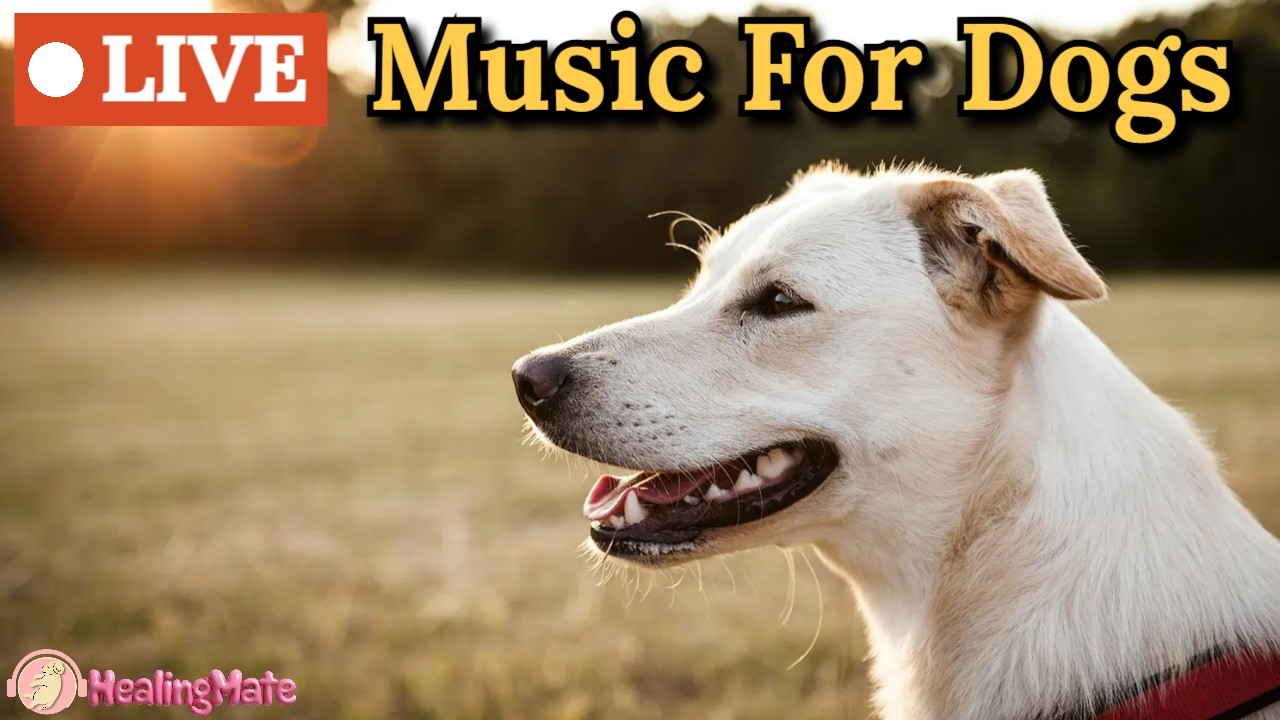 🔴Dog TV Music🎵🐶Calming Music for Dogs🐶💖Soothing Dog Sleep Music💖🦮Separation Anxiety Relief💖4
