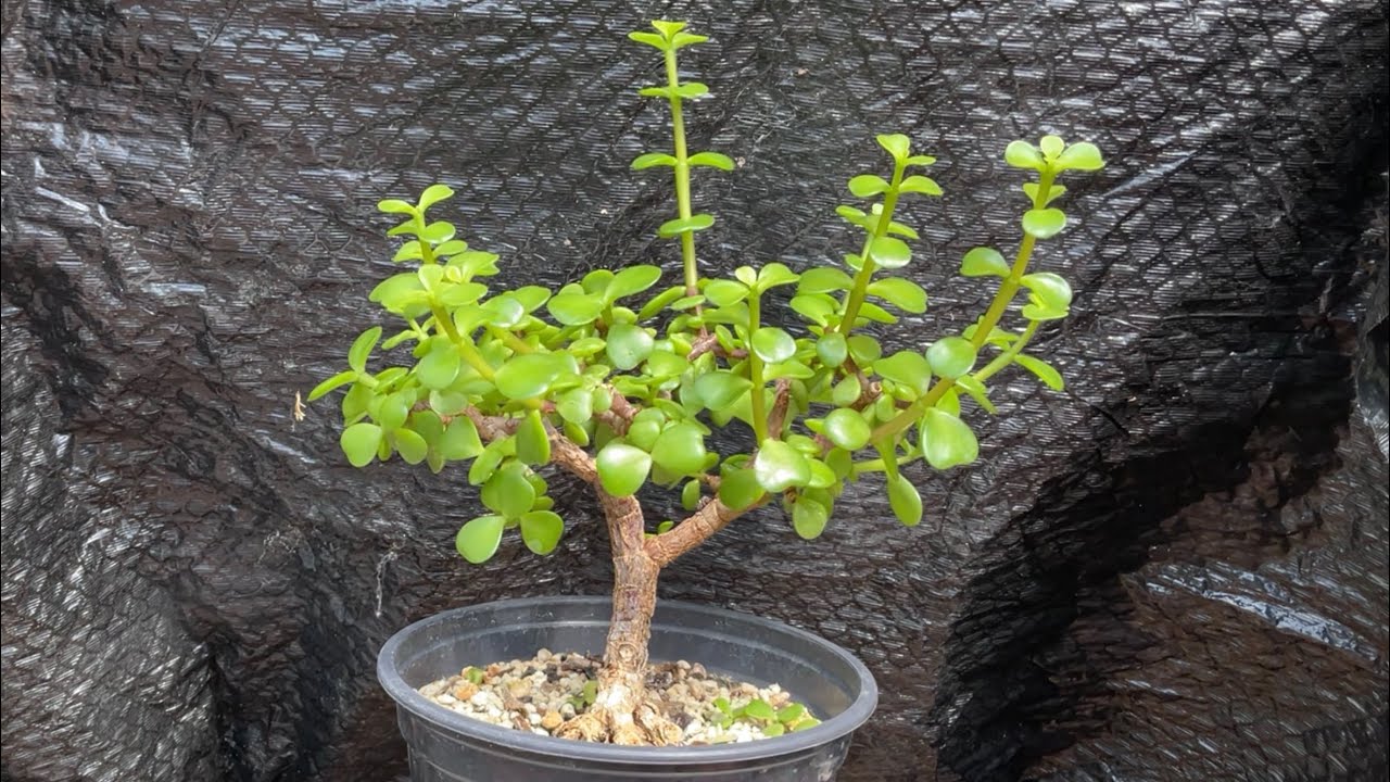 Mid-summer pruning portulacaria afra (July, 2021)