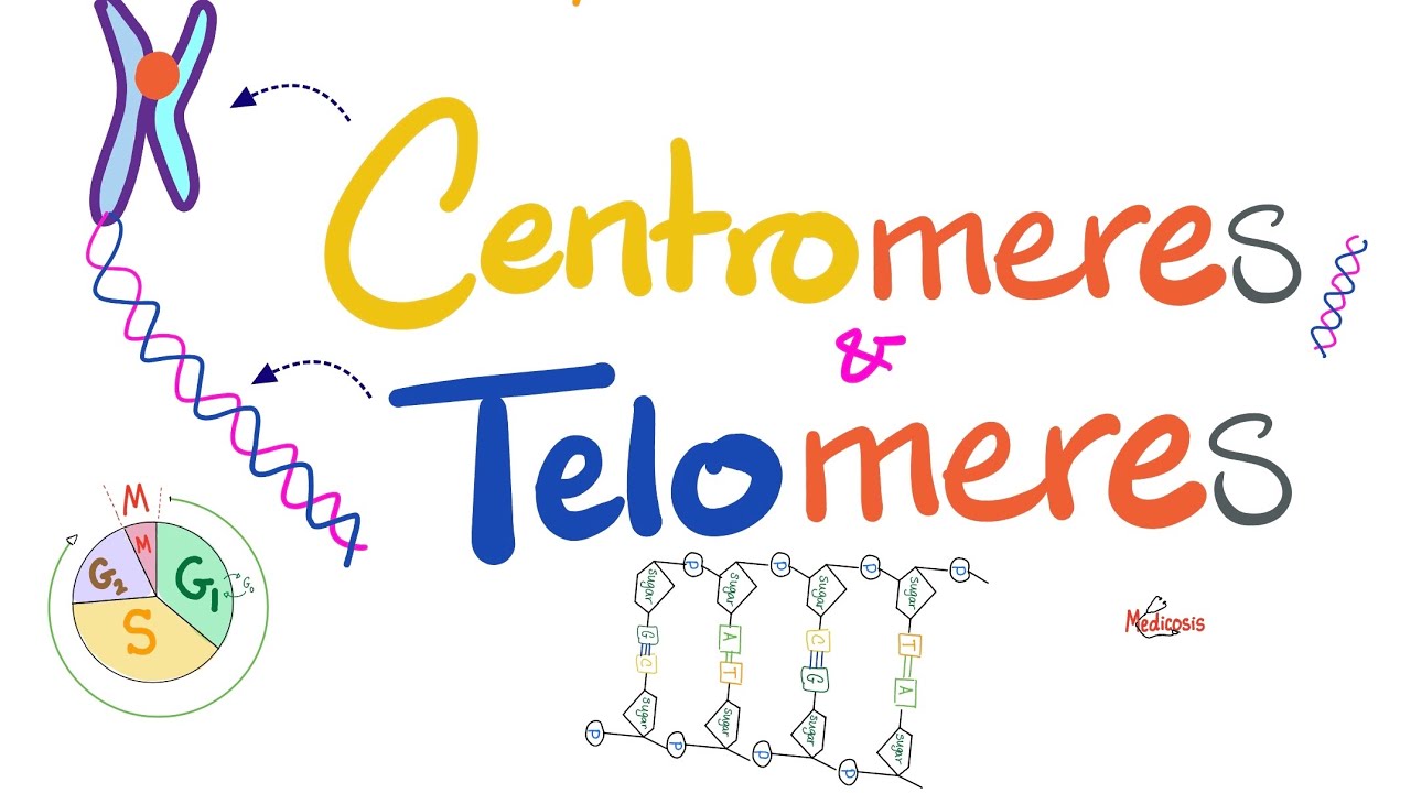 Теломеры, центромеры, теломераза, герерохроматин, эухроматин, гистоны | Молекулярная биология