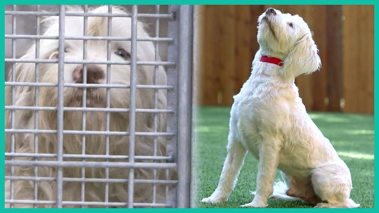 Saving a Tibetan Terrier from the Pound | Lucky Dog