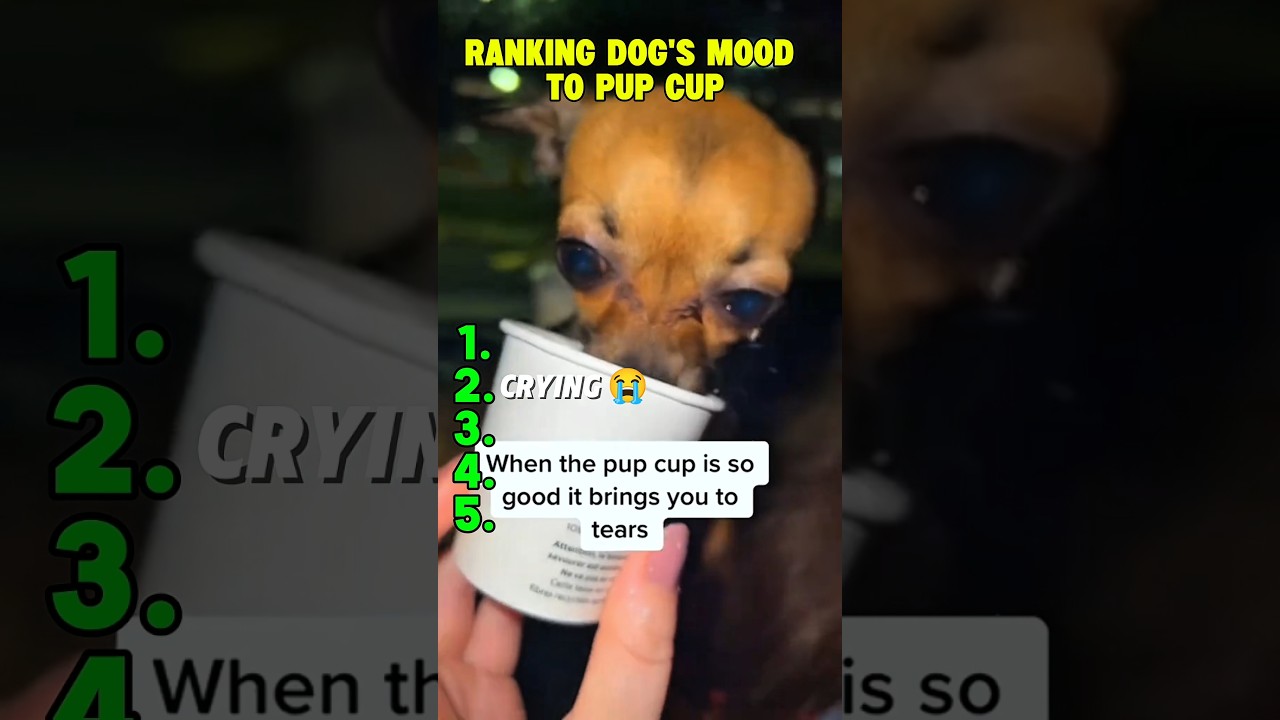 RANKING DOG'S MOOD TO PUP CUP