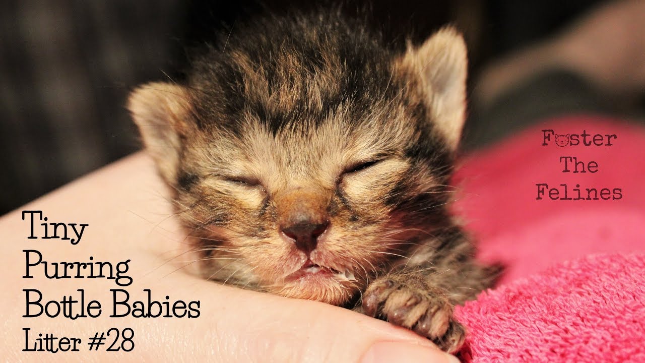 Tiny Purring Kittens ❤ Bottle Babies 😼 Foster Litter #28 UnBoxing
