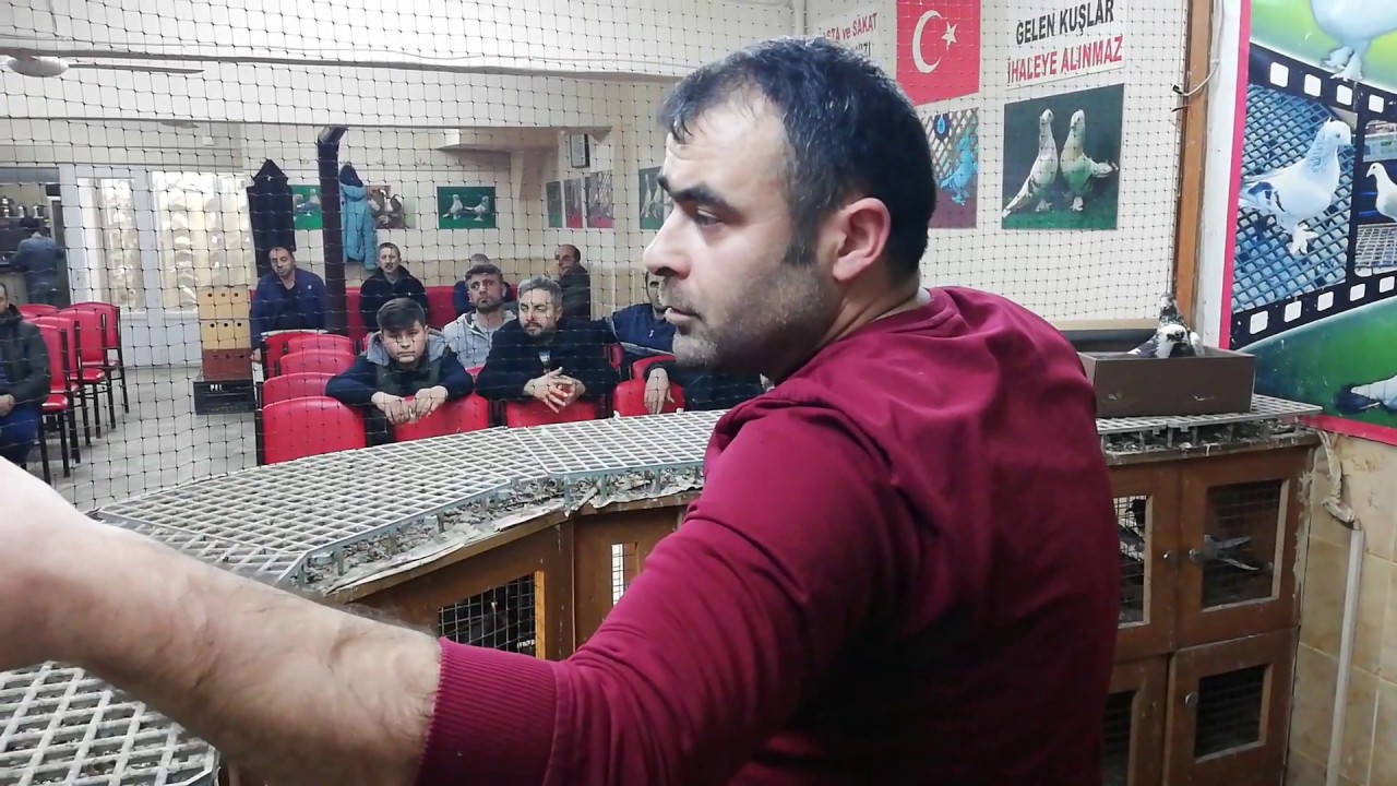 Bu Kadar Düzgün, Güvercin Derneği Görmedim - Dernek Başkanı Serkan Turan - 05364796428