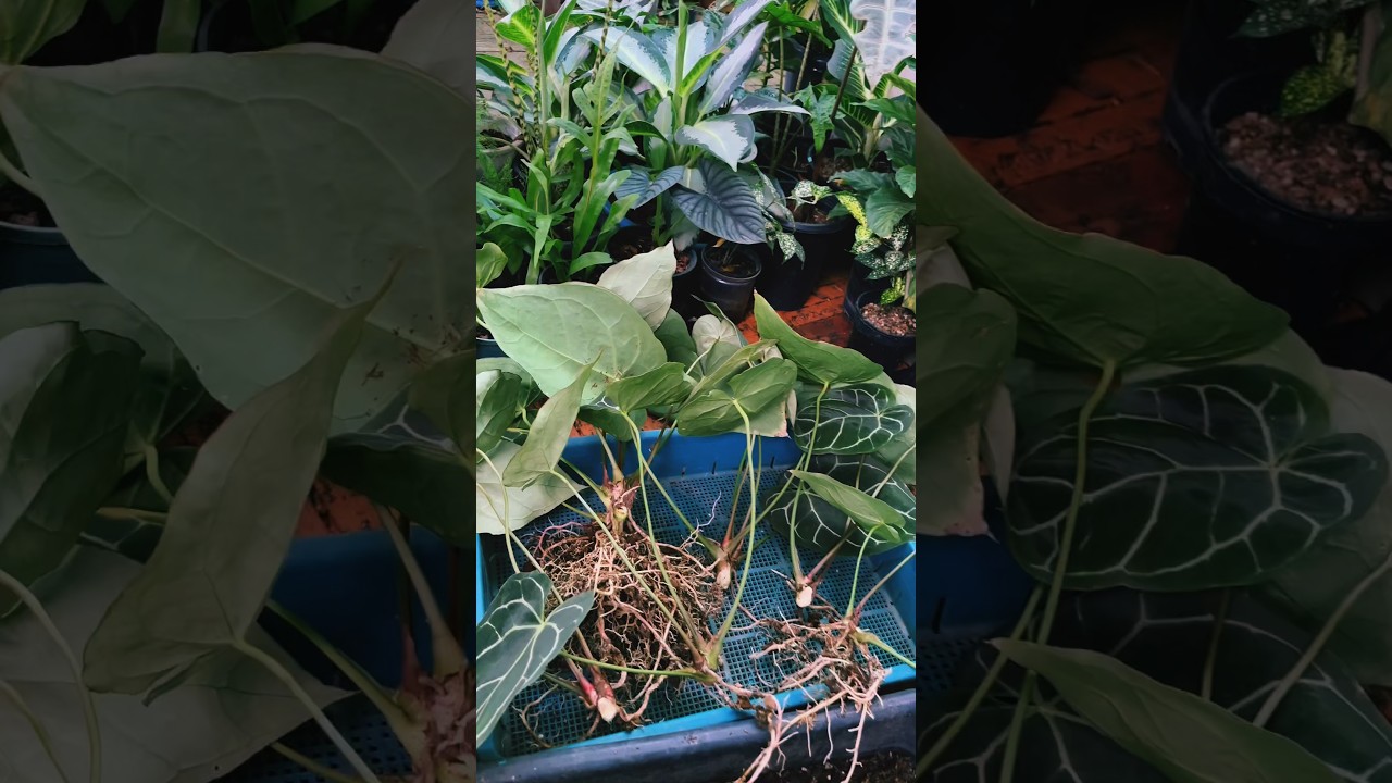 Anthurium Crystallinum Cutting