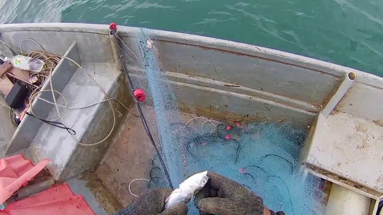 Menjaring udang dan ikan timah/layur | Enjin Galah