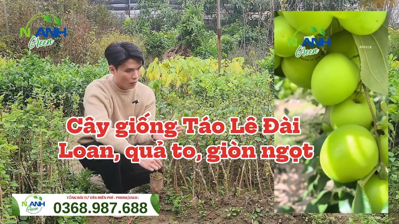 Bán Cây Giống Táo Lê Đài Loan F1 - Giao Hàng Toàn Quốc | Báo Giá Sỉ Lẻ Mới Nhất