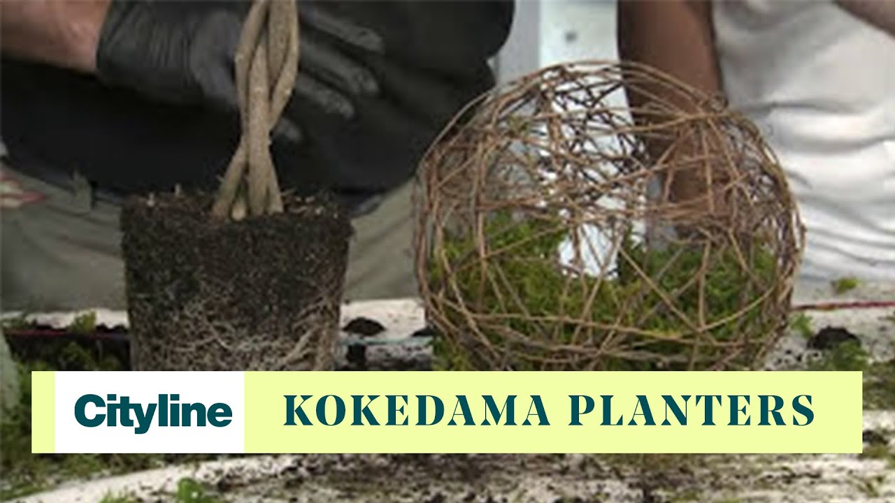 DIY kokedama planters