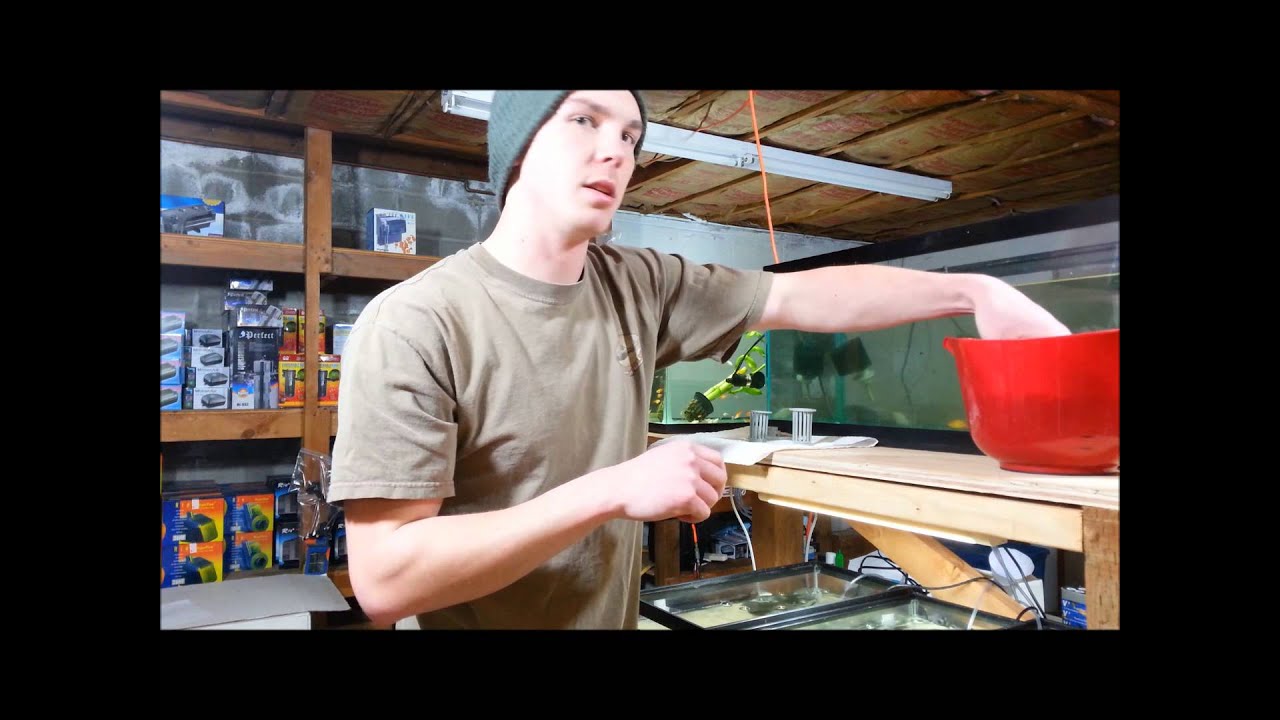 How to clean a Sponge Filter