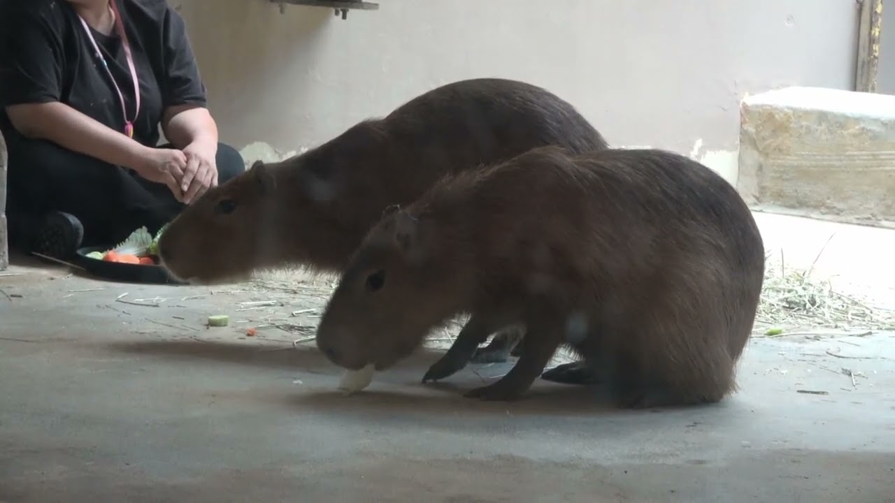 2023-07 New Capybaras that moved in