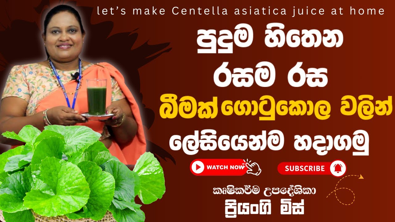 පුදුම හිතෙන රසම රස බීමක් ගොටුකොළ වලින් ලේසියෙන් හදාගමු | Let's make Gotu kola juice at home