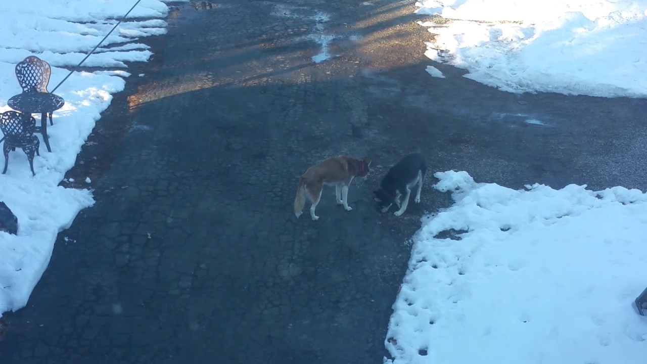 Asphalt...it's not husky proof