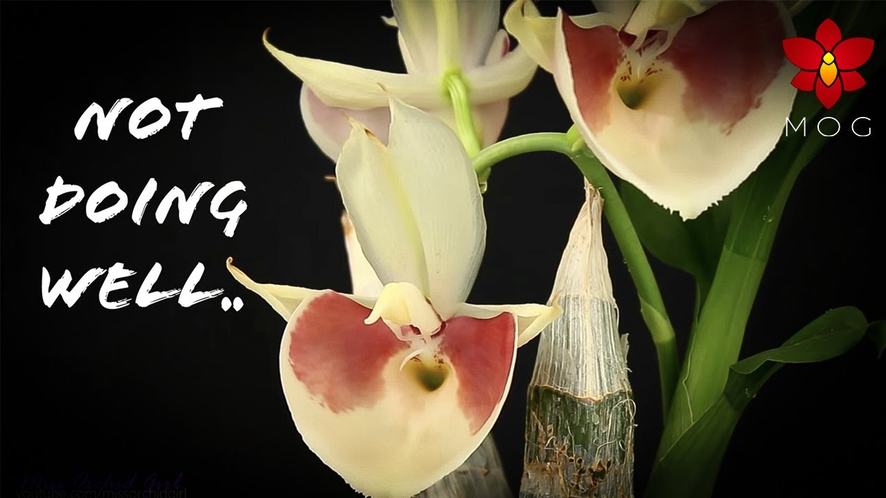 Orchids I don't enjoy growing anymore - No more videos with these Orchids? .. maybe 🤷🏻‍♀️