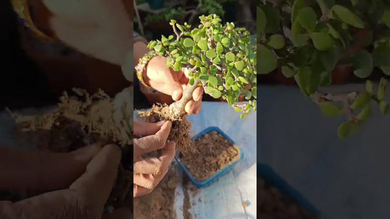 Jade bonsai repoting with kabad se kala 