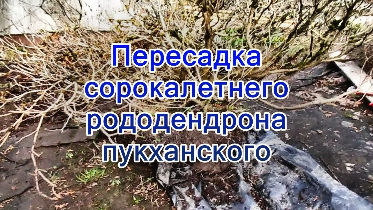 11 04 24г  Пересадка сорокалетнего рододендрона пукханского
