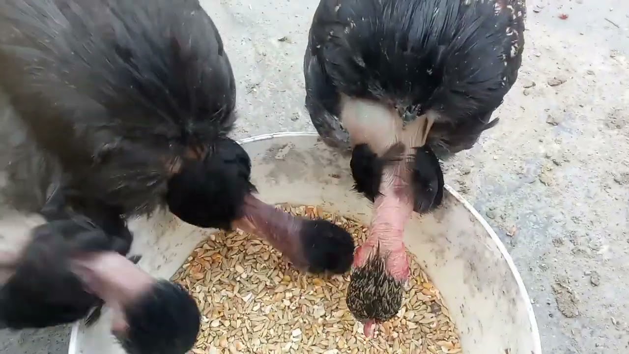 الدجاج رجع يبيض من بعد الكرك🗽🩵🤍