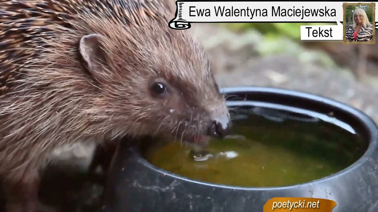 Piosenka dla dzieci o jeżu. Jeż u fryzjera. Spojrzał jeżyk do lusterka, na swe kolce patrzy, zerka.
