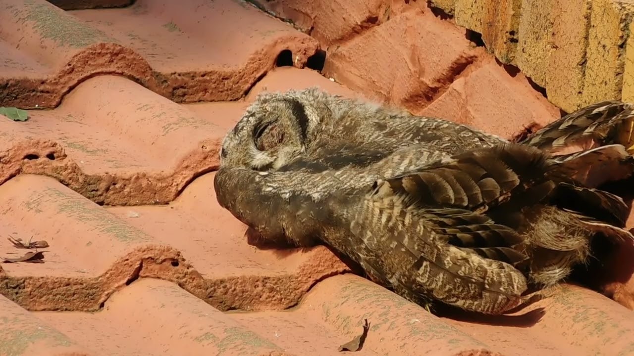 “Not a Pet… Just a Wild Owl Feeling Safe”