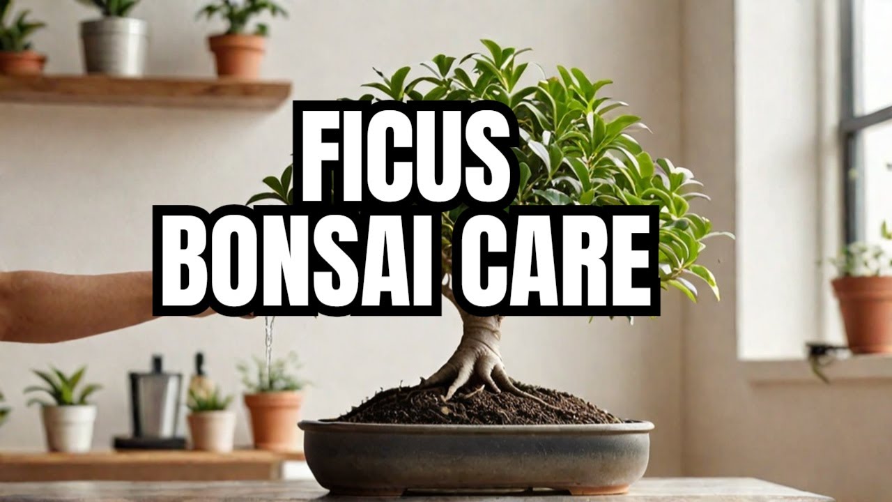 Mastering Ficus Bonsai: Cultivate Beauty & Tranquility | Ficus Bonsai Tree Care Tips, mikbonsai,