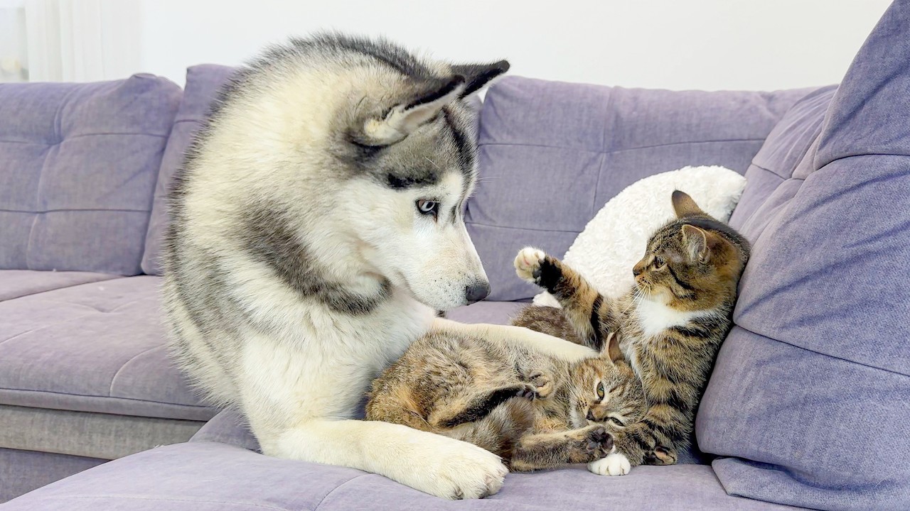 You Won&rsquo;t Believe This Cat Protecting a Tiny Kitten from a Giant Husky!