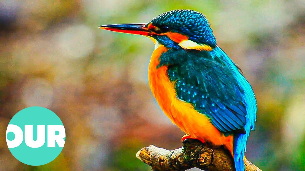 The Most Beautiful and Colorful Birds & Animals | Our World