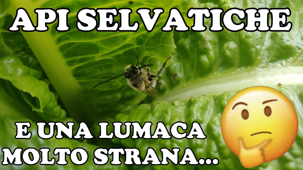 Api selvatiche e una lumaca molto strana