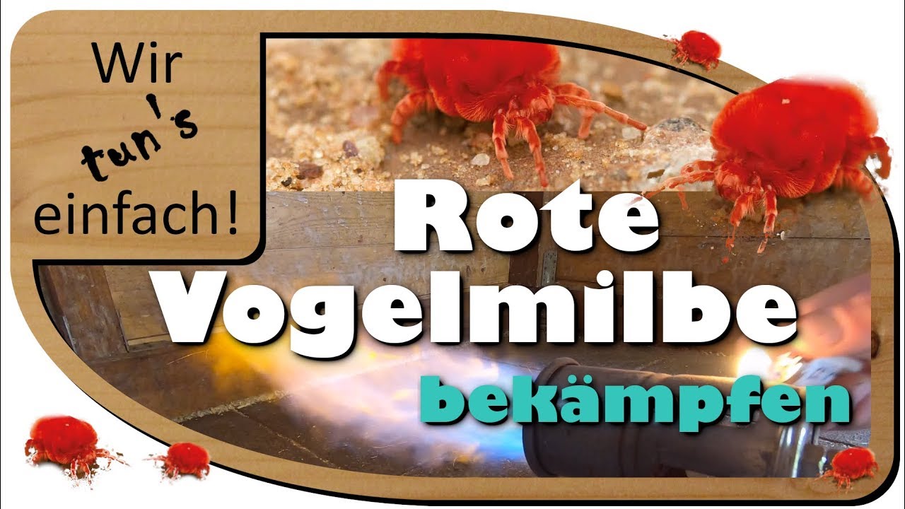 Rote Vogelmilbe bekämpfen - 100% biologisch und ohne Chemie | Wir tun's einfach!