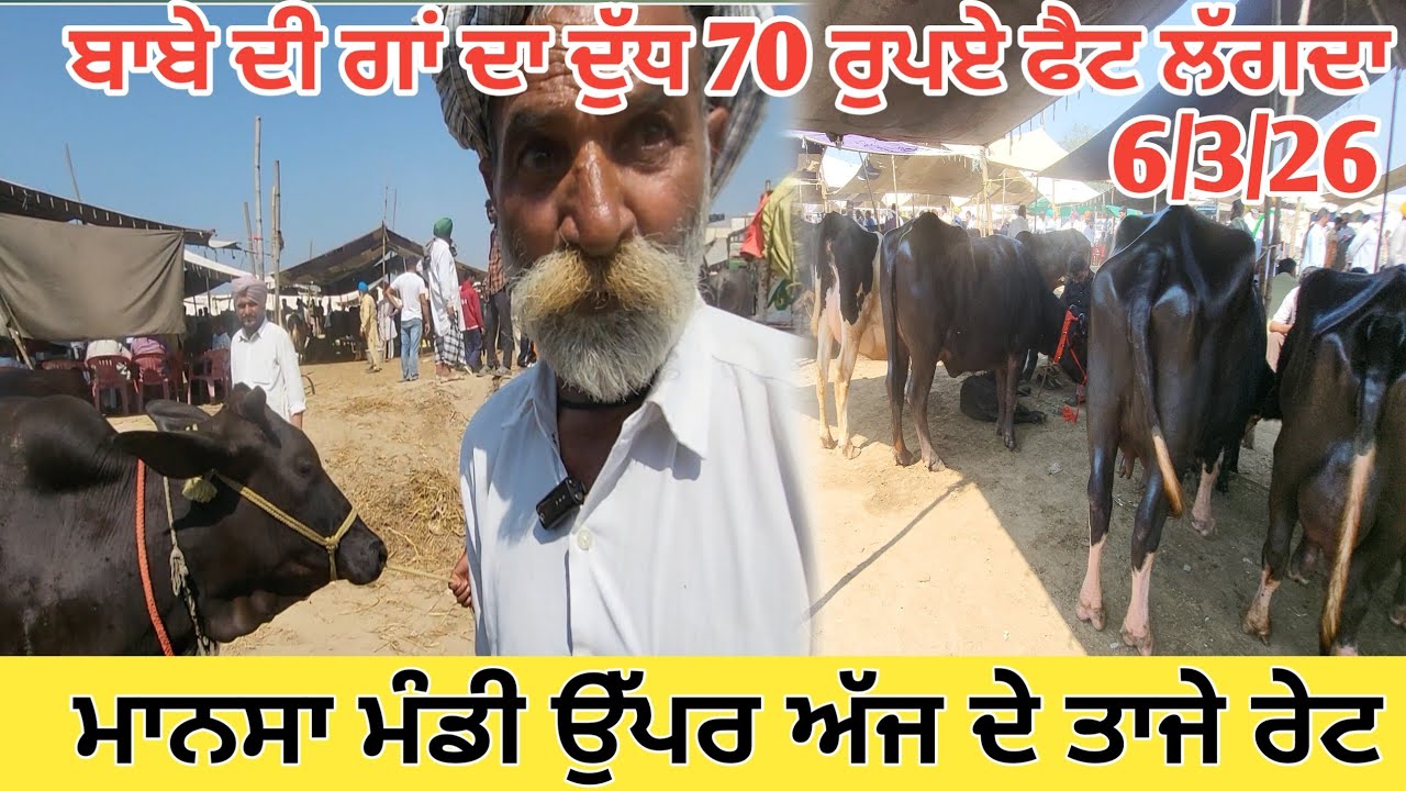 ਮਾਨਸਾ ਪਸ਼ੂ ਮੰਡੀ ਉਪਰ ਅੱਜ ਦੇ ਤਾਜੇ ਰੇਟ  #dairyfarming  #farming #mansapasumandi