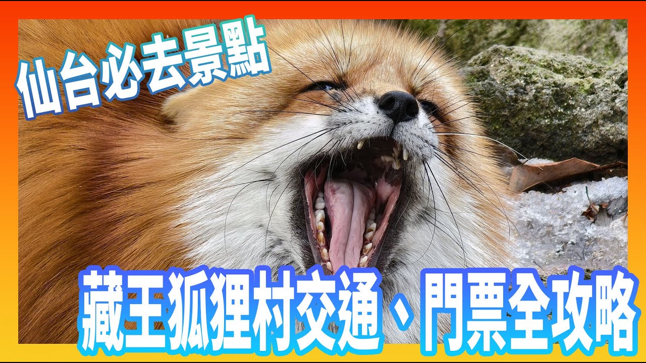 《仙台景點》超過100頭放養狐狸，藏王狐狸村交通、門票全攻略