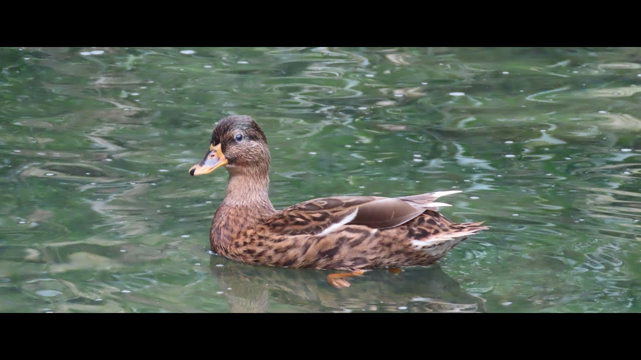 菜園裡的生態 綠頭鴨 Mallard マガモ