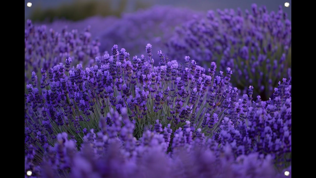 Des Lavandes et des Tournesols (Esparron le Lac)