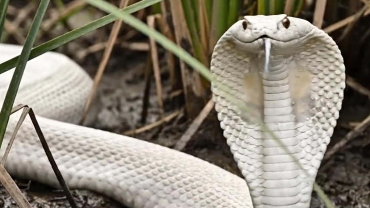 THE SILENT HUNTER &ndash; SECRETS OF THE ALBINO COBRA#ALBINOSNAKE#KINGCOBRA#WHITESERPENT