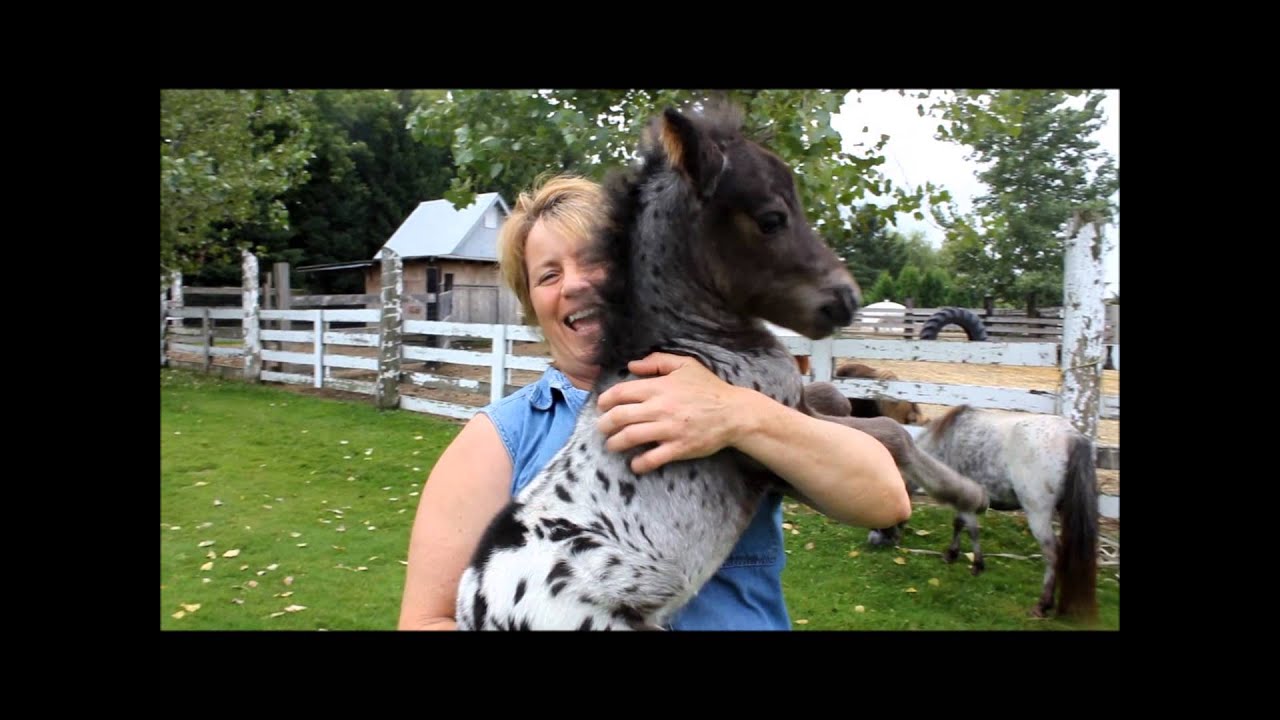 Visioner la passion pour nos chevaux miniature au Ranch BBSM