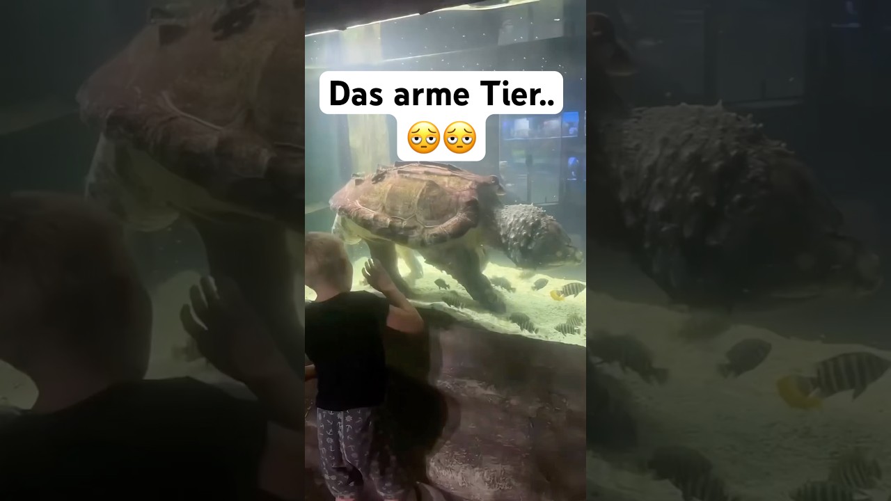 Diese Schildkr&ouml;te ist in einem winzigen Aquarium gefangen..