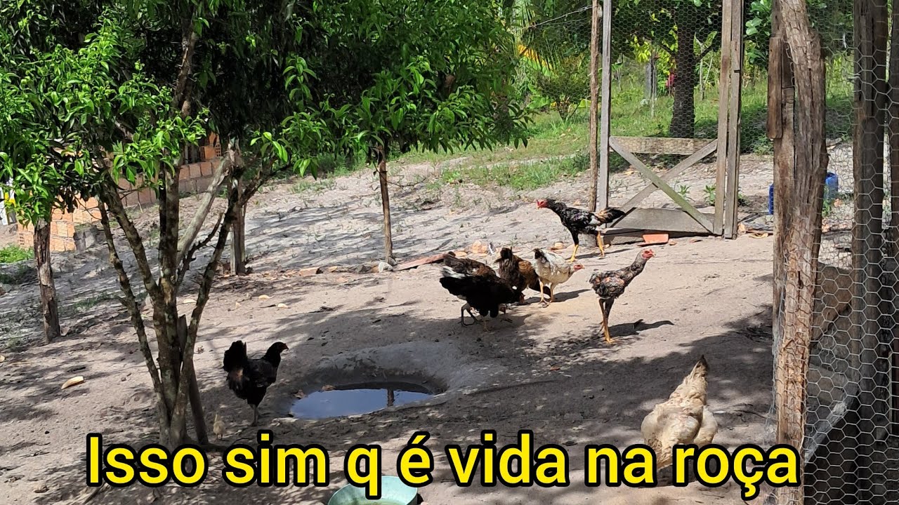 Fazendo a limpeza do galinheiro  