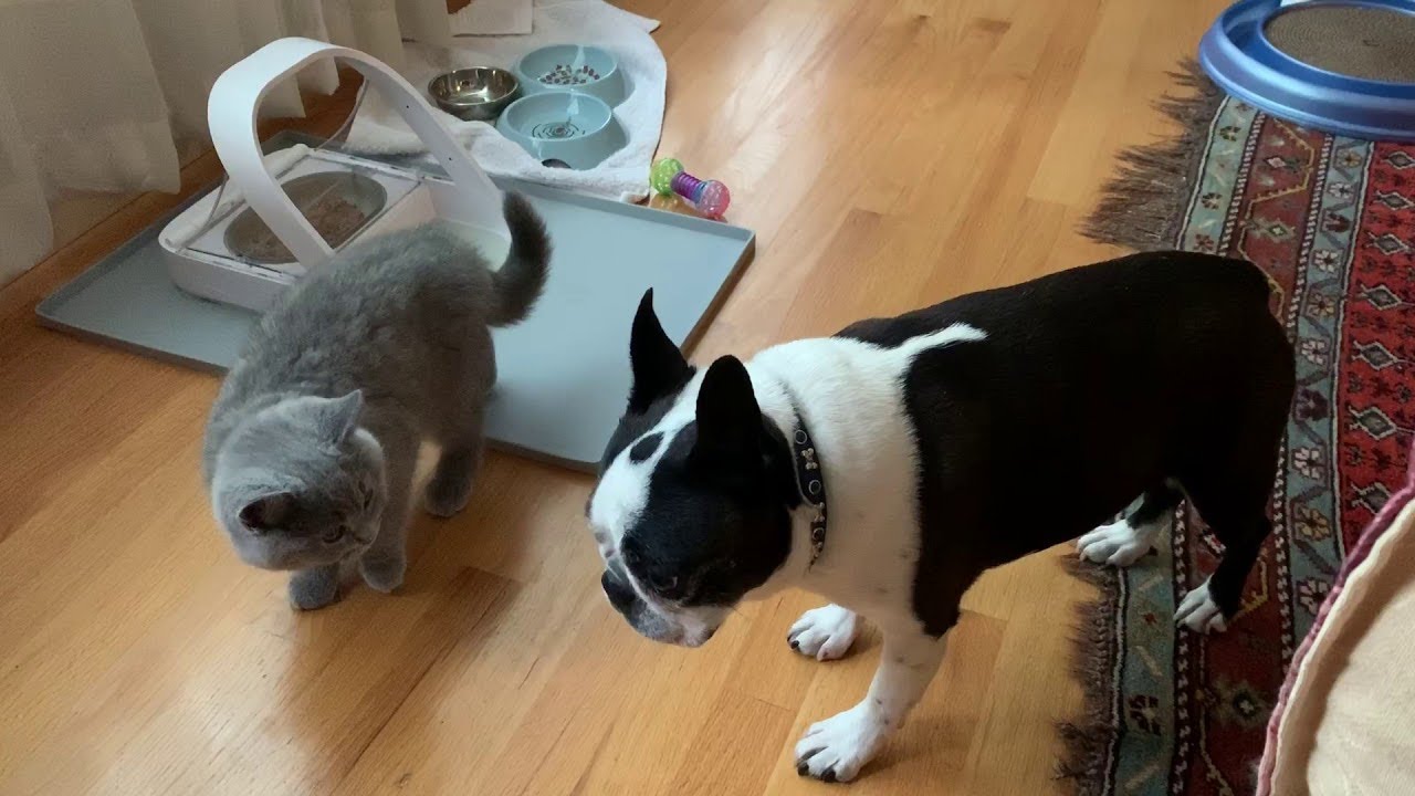 Modern Cat Food Bowl Keeps Dog Out || ViralHog