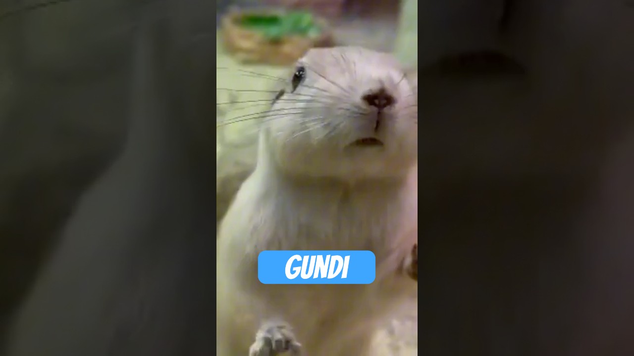 Der Gundi &ndash; W&uuml;stenboss im Pl&uuml;schkost&uuml;m