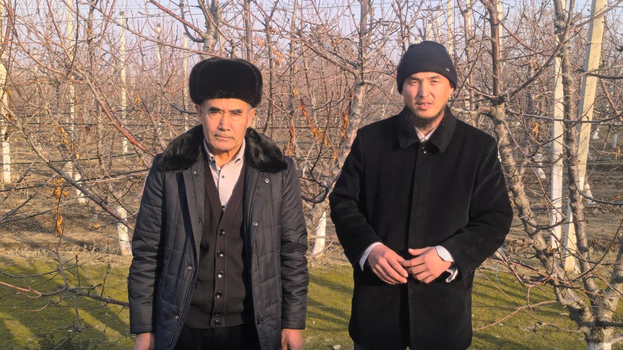 🍒Гилас өстүрүү боюнча Сидикжон Бутабоев устаздан маек 🍒