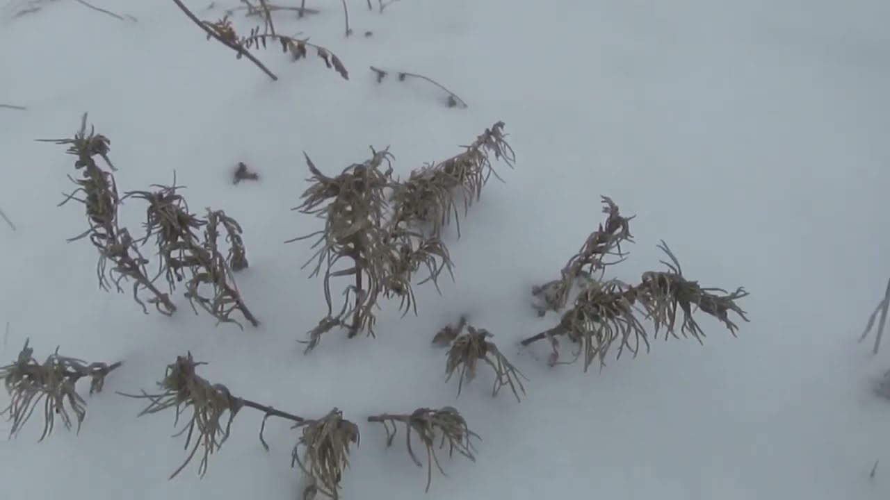 Прикажи сердцу петь!