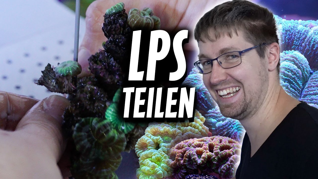 LPS Ableger schneiden - KORALLEN FRAGGEN (Acanthastrea, Caulastrea, Euphyllia) PlanktonPlus