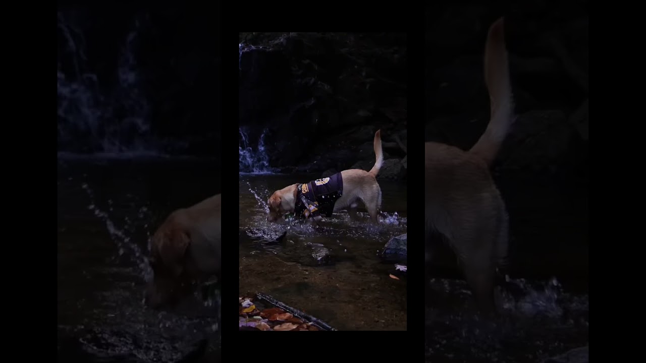 Sporty mood on 🌳😚 #dogwalk #naturewalk #waterfalls #dogsofinstagram #doglover #yellowlab