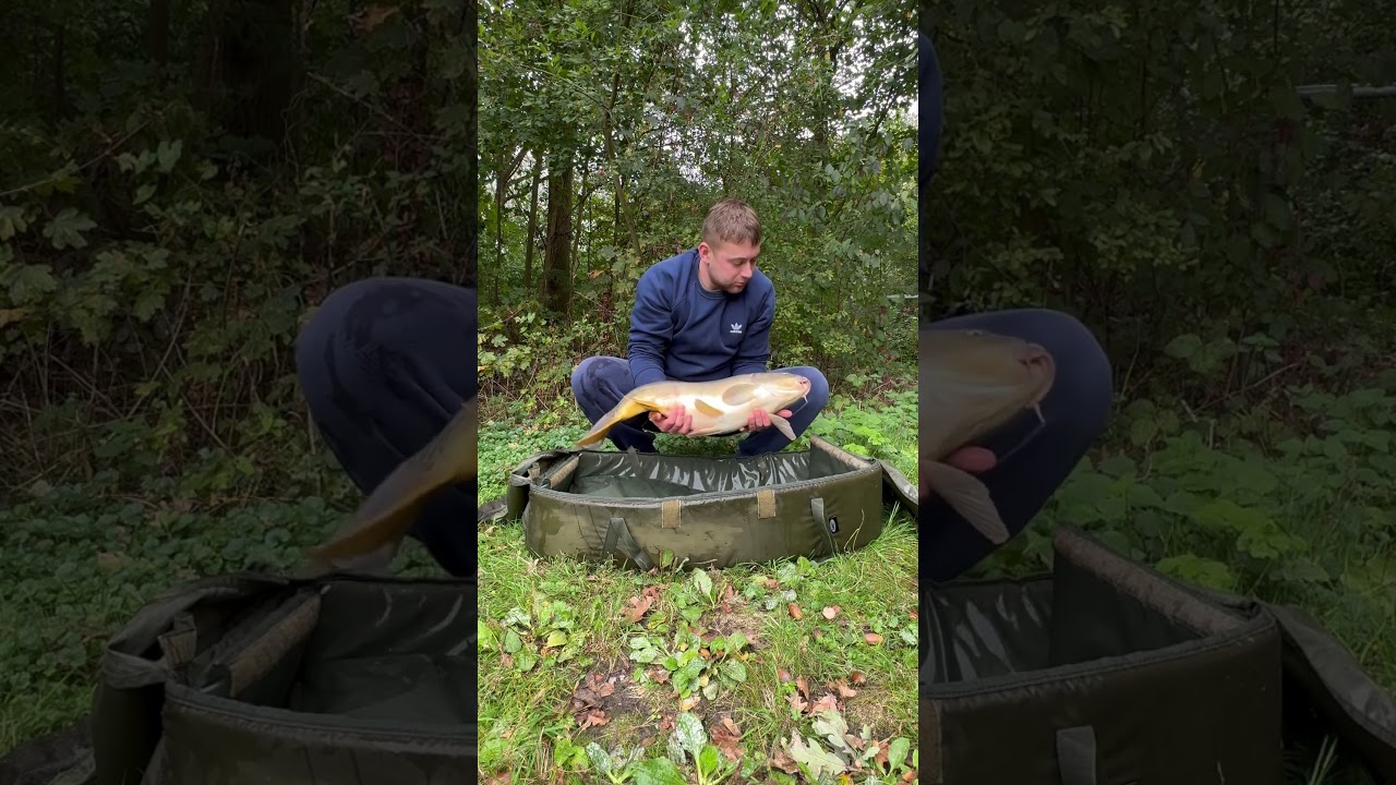 Karp #fishing #best #carp #carpfishing #karper #wędkarstwo #karper #hobby #shorts #nature #nederland