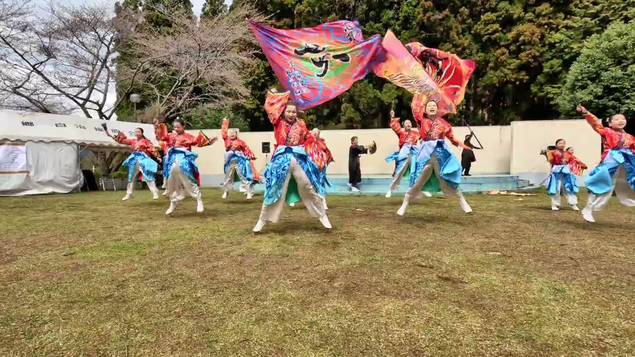 20250330 水分れ公園桜まつり 『鳳凰』