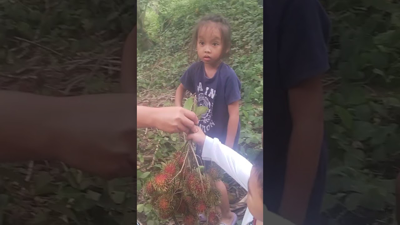 Harvest tag Rambotan😁🥰