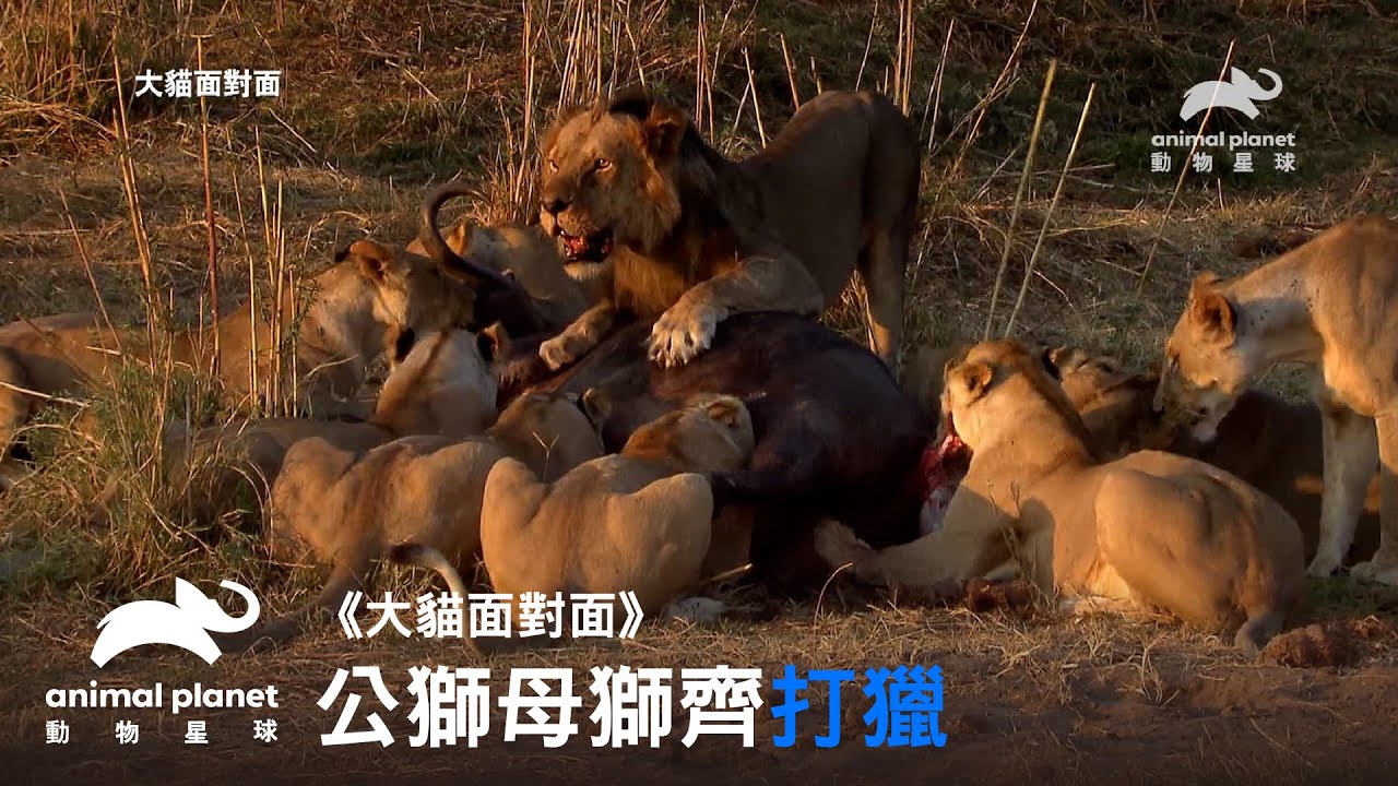 公獅母獅齊打獵！水牛大戰獅群，誰能活下去？｜動物星球頻道