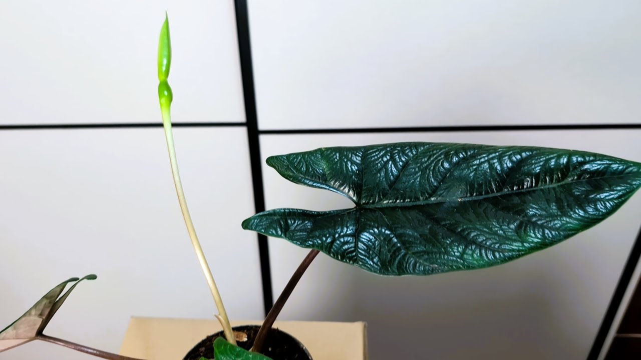 ALOCASIA SCALPRUM