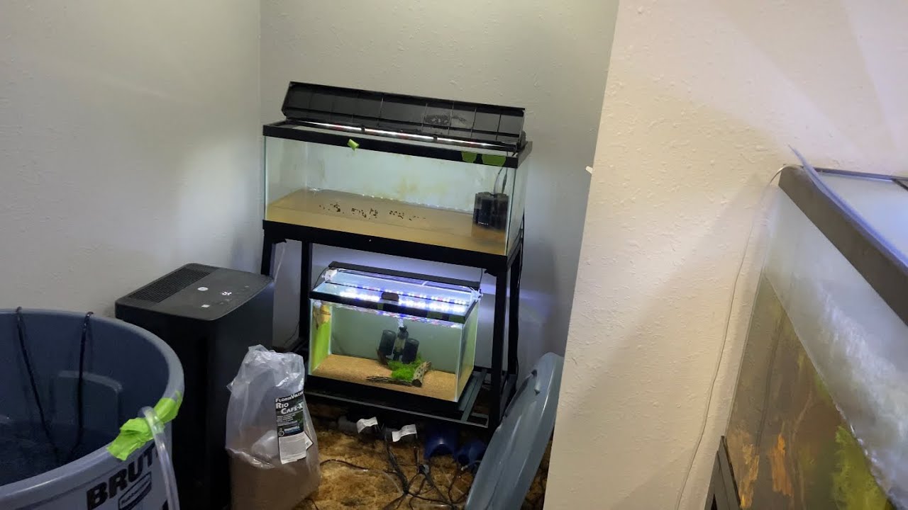 Shrimp Room Projects: Switching out Caridina Shrimp Substrate