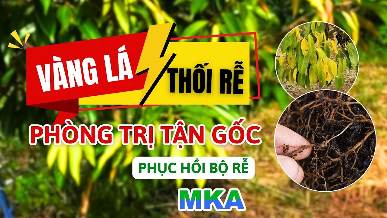 N&ocirc;ng d&acirc;n cần biết về bệnh v&agrave;ng l&aacute; thối rễ: Nguy&ecirc;n nh&acirc;n, triệu chứng v&agrave; c&aacute;ch ph&ograve;ng trị hiệu quả