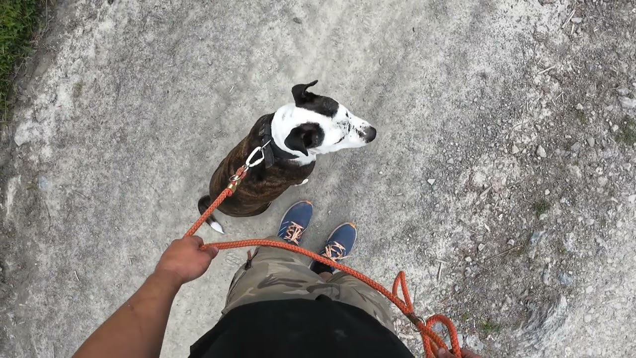Joeyk z Djerby - reálné video prvního tréninku spolupráce na vodítku. Na konci jak to umí po 2 dnech