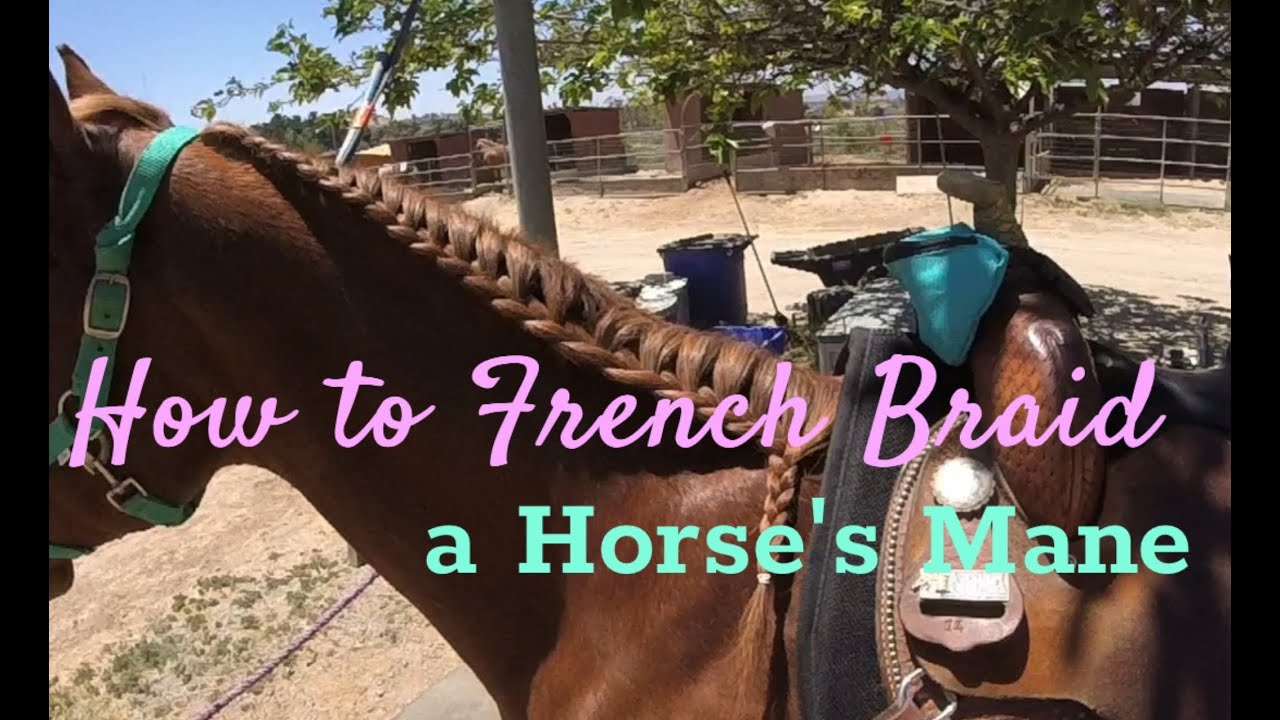How to French Braid a Horse’s Mane